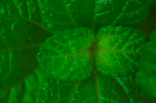 Fondo Hojas Verdes En La Naturaleza Foto Premium