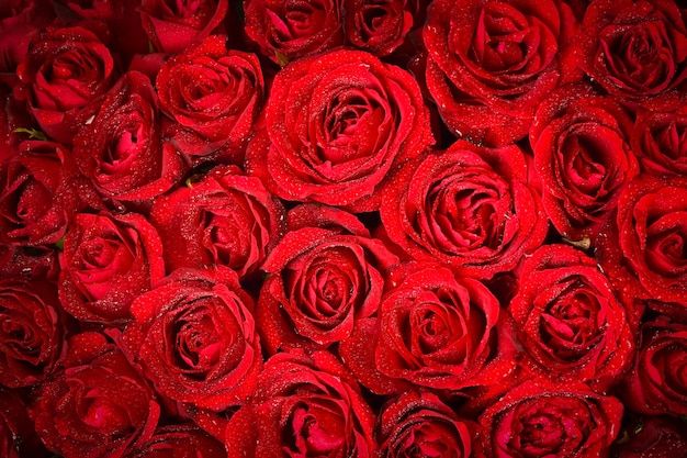 Fondo natural de rosas rojas | Foto Premium