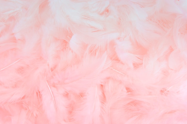 Fondo de plumas de color rosa. | Foto Premium