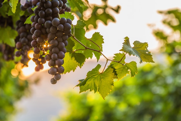 Fondo de las uvas de vino rojo, viñedos en la puesta del sol, vendimia, viñedo. Foto Premium 