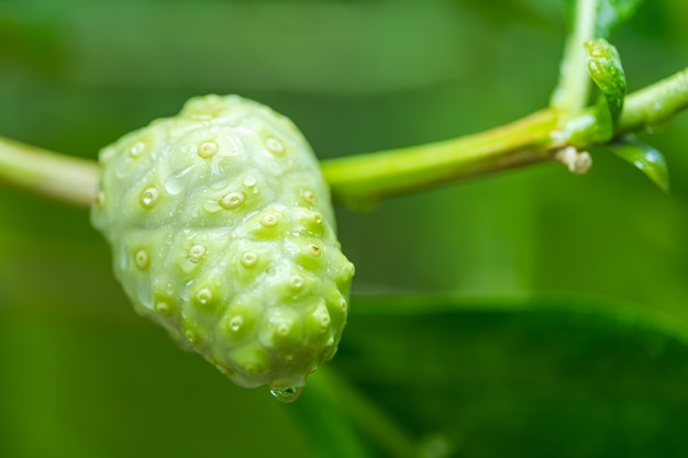 El fruto de la planta morinda citrifolia noni en el jardín es