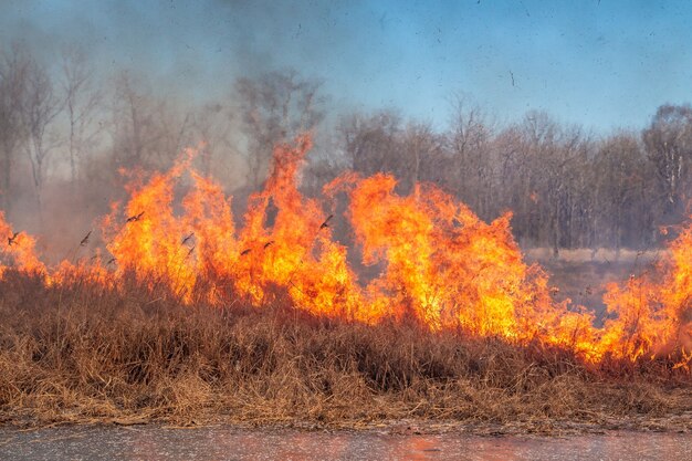 Un Fuego Fuerte Se Propaga En R Fagas De Viento A Trav S De La Hierba