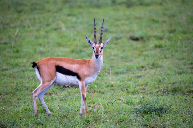 La Gacela De Thomson En El Paisaje De Hierba De La Sabana En Kenia Foto Premium