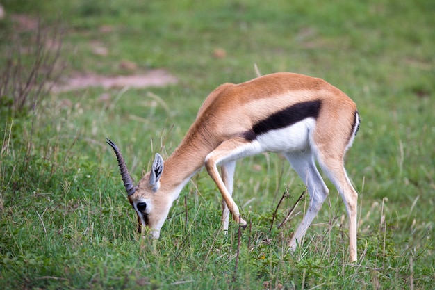 Una Gacela De Thomson En La Sabana De Kenia En Medio De Un Paisaje Herboso Foto Premium