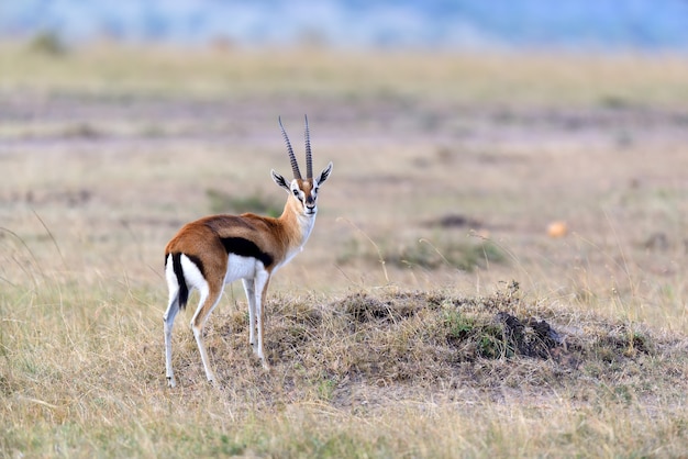 Gacela De Thomson En La Sabana En El Parque Nacional De Africa Foto Gratis