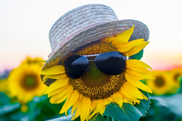 Gafas y un sombrero en un primer plano de girasol. concepto sea ...