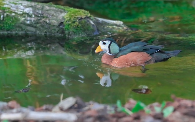 Ganso pigmeo africano el más pequeño de las aves silvestres africanas