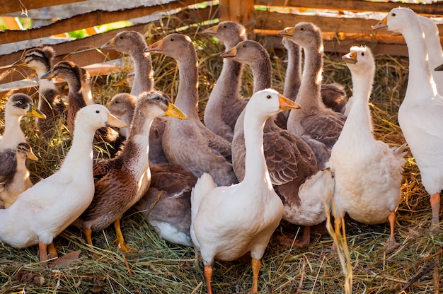 Gansos Y Patos Est N Sentados En Una Granja En Un Cobertizo De Madera