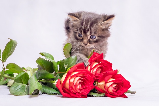 Un gatito buscando un ramo de rosas rojas con interés. flores para saludos  con la fiesta | Foto Premium