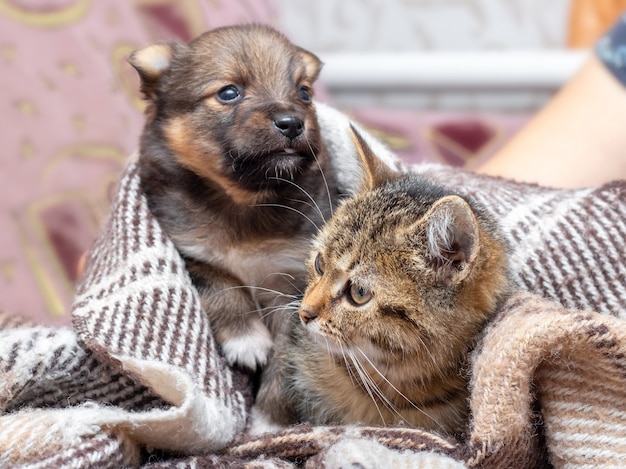 El Gatito Y El Cachorro Se Cubren Con Una Tela Escocesa El Gatito Y El