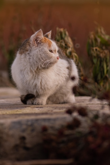 Gatito Divertido En Hojas De Oto O Amarillas Gato Jugando En Oto O Con