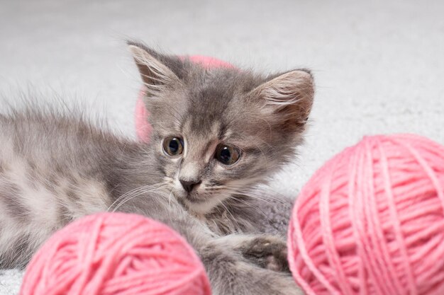 Un Gatito Gris Mira Con Ojos Asustados Hacia Un Lado Foto Premium