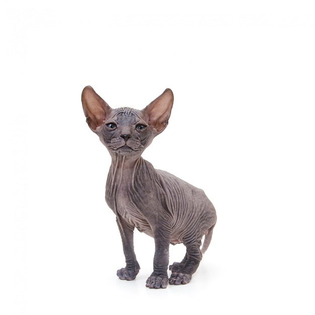 Gatito sphynx aislado | Foto Premium