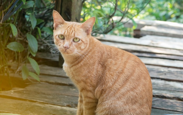 Gato amarillo | Foto Premium