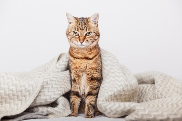 Gato Atigrado Joven Lindo De La Raza Mixta Debajo De La Tela Escocesa