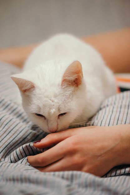 Gato Blanco Está En La Cama Partes Del Cuerpo Femenino Gato