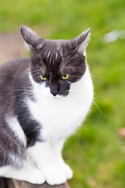 Un Gato Blanco Y Negro En Enfoque Suave Sentado En Un Balancin En Un Patio De Recreo Foto Gratis