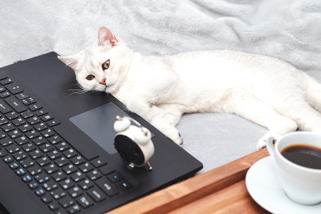 Gato Britanico Blanco Con Taza De Cafe Portatil Y Reloj Despertador Concepto Para El Trabajo De Aprendizaje En Linea Desde El Hogar Autoaislamiento Humor Foto Premium