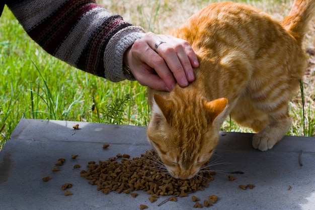 Gato Con Comida Para Gatos Proceso De Alimentación Gato De Jengibre