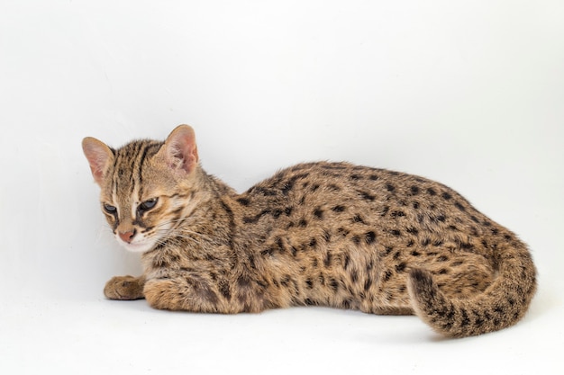 El gato leopardo asiático aislado en blanco Foto Premium