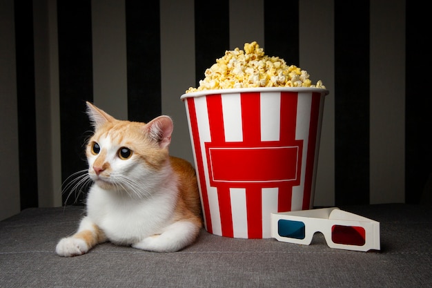 Gato mirando televisión con palomitas de maíz | Foto Premium