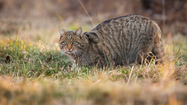 Gato montés europeo a escondidas en los pastizales en la 