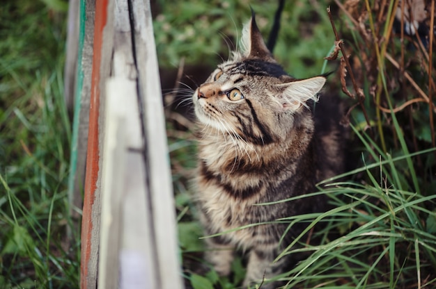 Gato En Un Parque Foto Premium