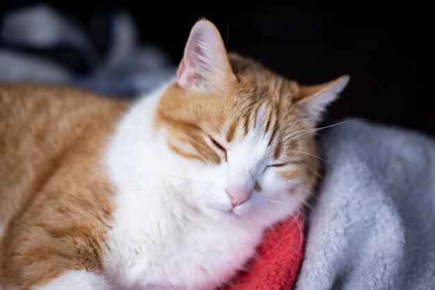 El Gato De Pelaje Naranja Est Durmiendo En La Cama Y Se Ve Muy Bonito