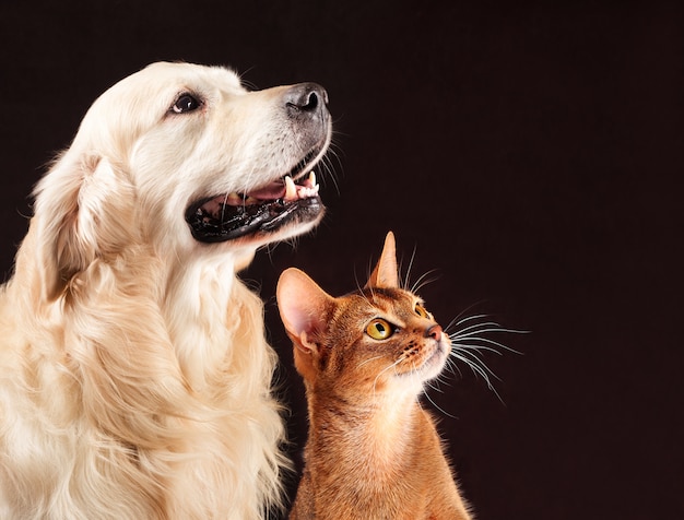 Gato Y Perro Gatito Abisinio Golden Retriever Mira A La Derecha