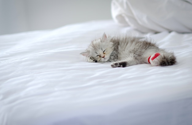 El Gato Persa De La Chinchilla Duerme En La Cama Blanca Gato Enfermo Foto Premium