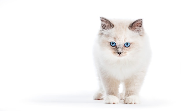 Gato ragdoll, retrato de gatito pequeño sobre fondo blanco. | Foto Premium
