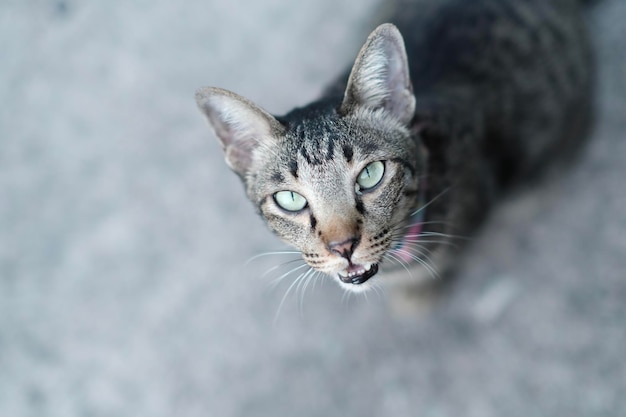 Un Gato Rayado Gris Est Tirado En El Suelo Con Humor Perezoso Est