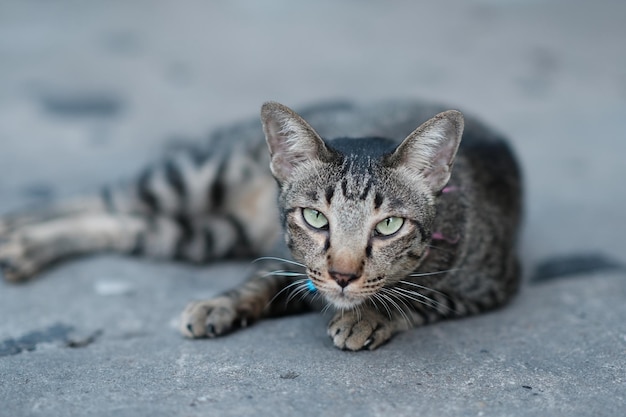 Un gato rayado gris está tirado en el suelo con humor perezoso está