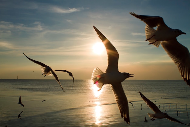 Gaviotas Volando En El Mar Al Atardecer De Noche Foto Premium