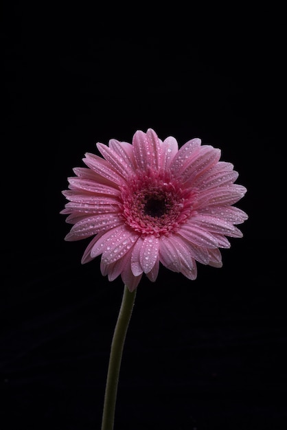 Gerbera flores aisladas sobre fondo negro Foto gratis