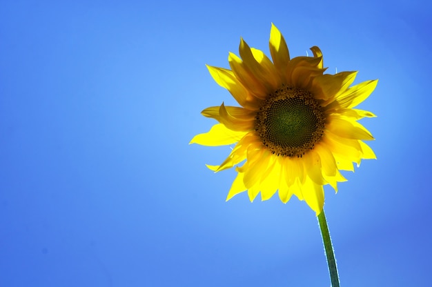 Girasol con el fondo azul | Foto Gratis