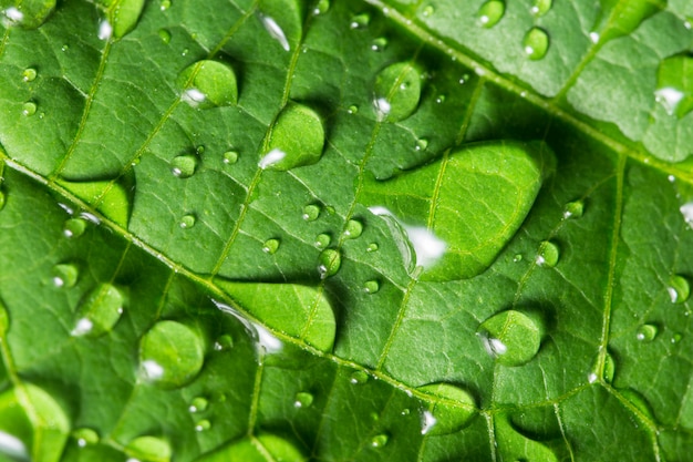 Gotas De Agua Sobre Hojas Verdes Foto Premium