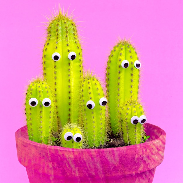 Gran Familia De Cactus Concepto Creativo De Cactus Foto Premium