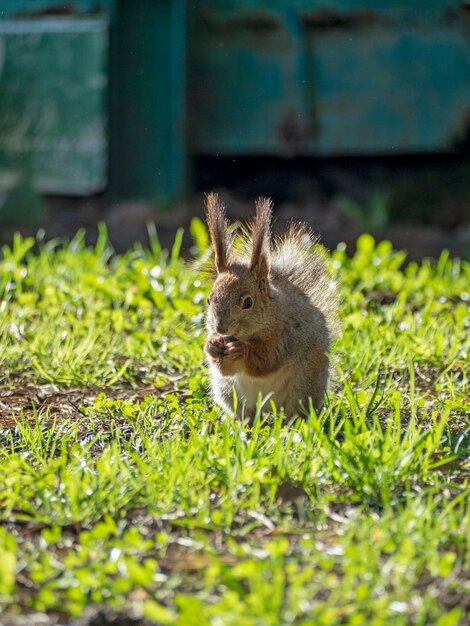 Gran Retrato De Una Ardilla Sentada Sobre La Hierba Verde En El Parque