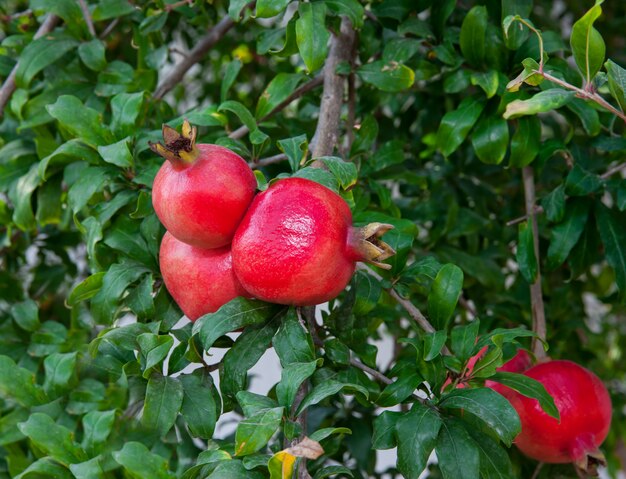 Granadas rojas maduras en el árbol Foto Premium