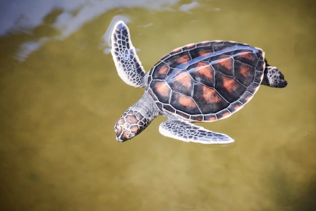 Granja De Tortugas Verdes Y Natacion En El Estanque De Agua Carey Tortuga Marina Pequeno Bebe 2 3 Meses De Edad Foto Premium