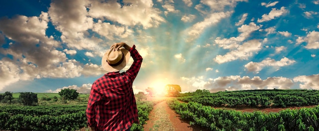 Granjero trabajando en el campo de café al atardecer al aire libre Foto Premium 