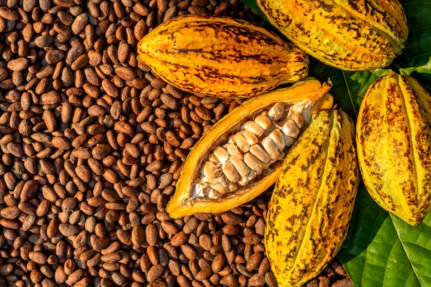 Granos de cacao aromáticos como fondo granos de cacao y frutas de cacao en madera Foto Premium