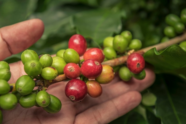 Granos de café que maduran en árbol en el norte de tailandia café