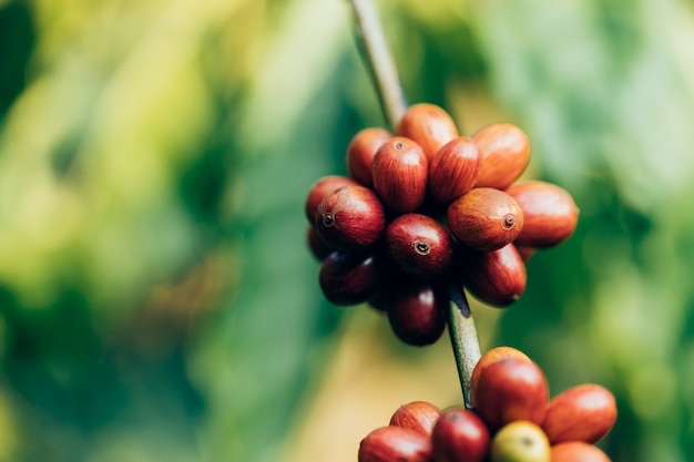 Granos de café que maduran en árbol en el norte de tailandia Foto Premium