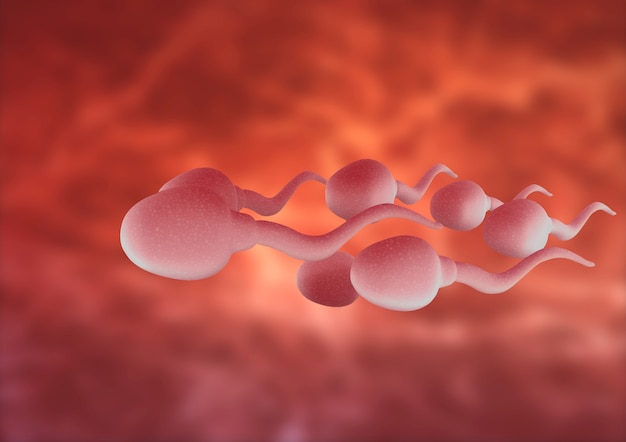 Grupo De Espermatozoides Agrandados Moviéndose Hacia El óvulo Modelado