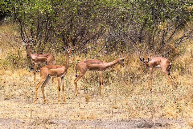 Imagenes De Jirafa Gacela Vectores Fotos De Stock Y Psd Gratuitos