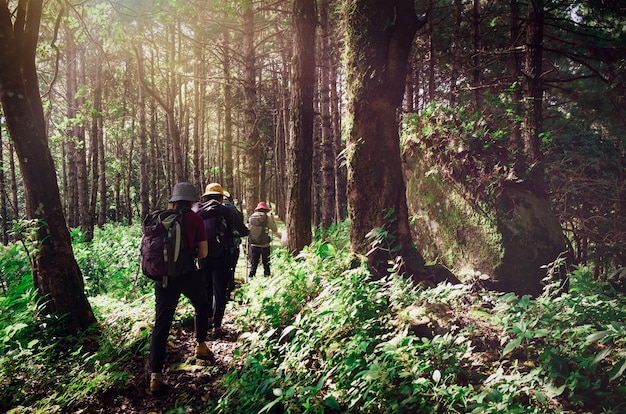 Grupo De Personas Que Viajan De Excursión En El Bosque Verde Brillante Sol Hermosa Naturaleza 8832