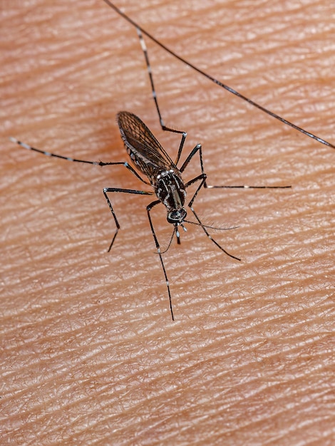 Hembra Adulta De Mosquito De La Fiebre Amarilla De La Especie Aedes