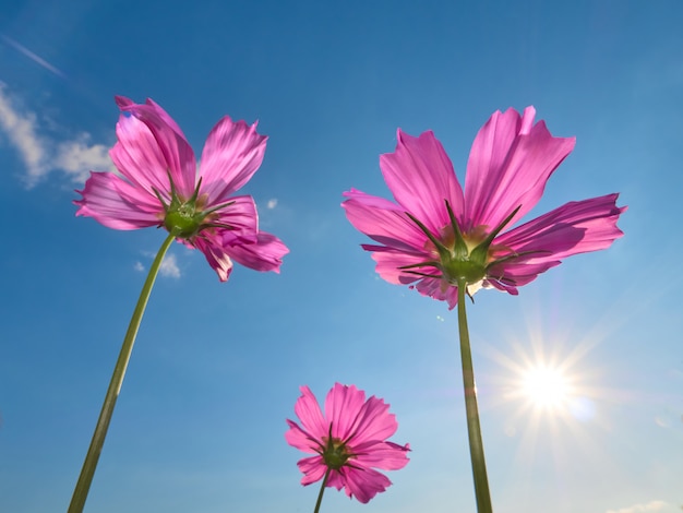 Una Hermosa Flor De Cosmos En El Cielo Azul Foto Premium